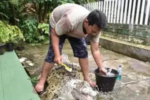 5 Orang Indonesia ini punya piaraan ekstrem, dari buaya hingga harimau