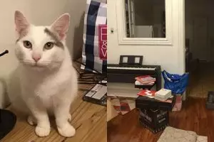 Kucing ini dijuluki 'ninja cat', coba temukan sosoknya di 10 foto ini