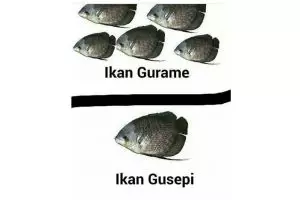 10 Meme jenis ikan ini recehnya bikin tersenyum kecut