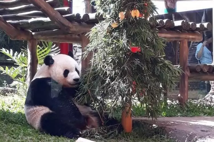 Rayakan natal, dua panda di Taman Safari Indonesia dapat hadiah