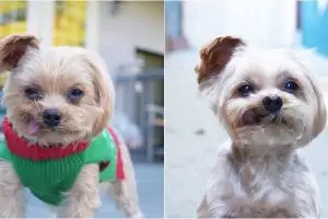 Didandani bak manusia, 10 foto anak anjing ini bikin kamu gemas