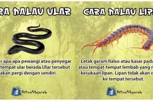 Cara praktis usir 10 hewan pengganggu dari rumah, berguna banget