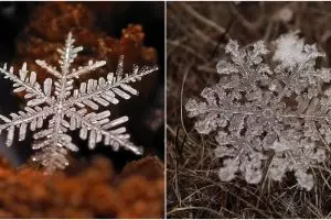10 Foto makro butiran salju, ternyata bentuknya luar biasa indah