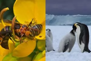 10 Ritual aneh hewan saat kawin, ada yang minum air kencing pasangan