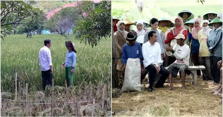 5 Potret Jokowi saat blusukan ke sawah, suka menyapa rakyat dari dekat