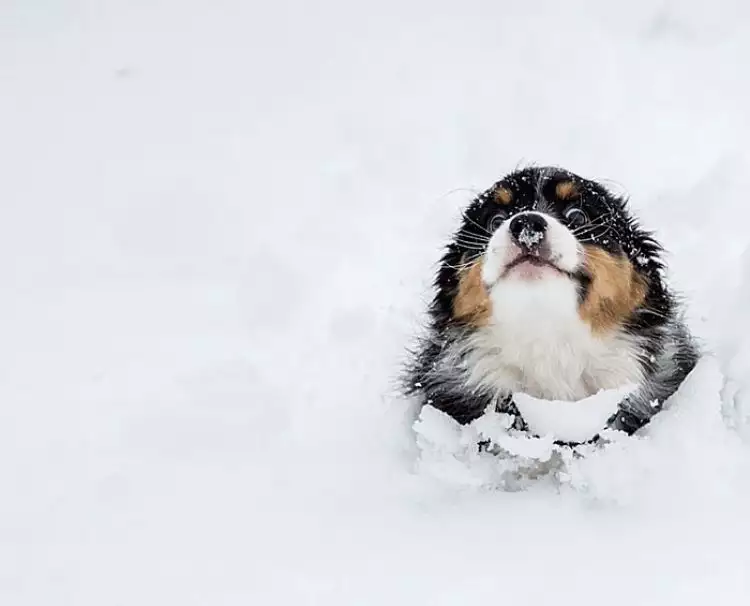 Ekspresi lucu 10 hewan saat sentuh salju ini bikin gemes banget  