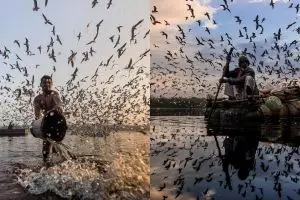 10 Potret momen migrasi burung laut ini sangat memesona, dramatis 