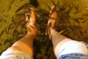 Tak cuci kaki 10 tahun, pria ini bikin ikan di kolam terapi mati semua