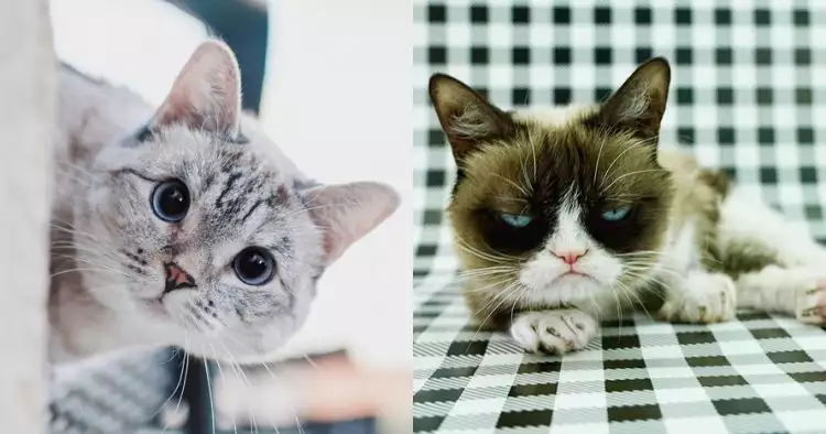 5 Akun Instagram kucing ini jumlah followersnya nyaingin artis