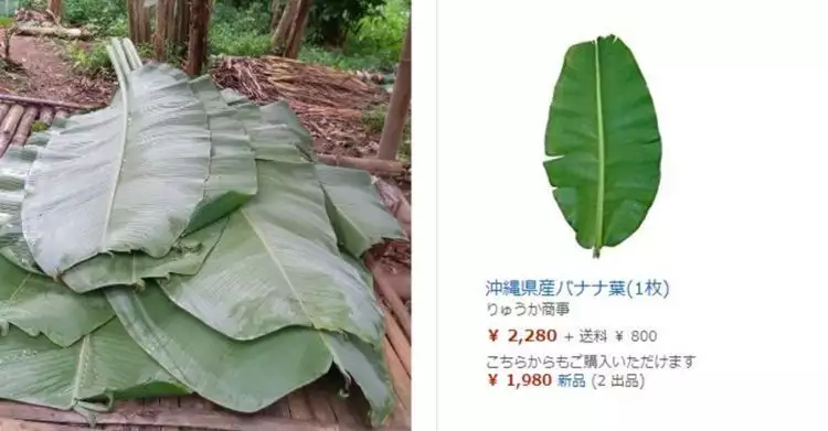 Harga satu lembar daun pisang di Jepang bikin warganet ngelus dada