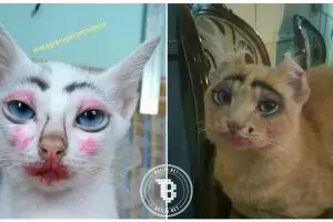 10 Foto kucing dimakeup sama pemiliknya ini bikin ngakak, iseng banget