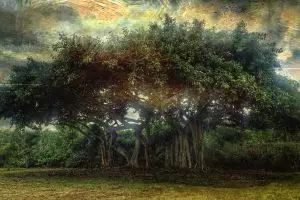 5 Jenis pohon ini dipercaya jadi mitos tempat bersarangnya hantu