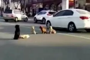 Kisah anjing tunggui sesamanya yang ditabrak, ikutan haru