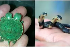 Selain ular, 8 hewan punya dua kepala ini bikin geli-geli gimana gitu