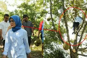 7 Aksi heboh Iti Octavia, bupati Lebak bersemangat panjat pohon durian
