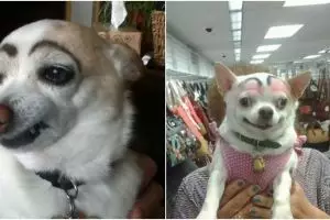 12 Potret anjing dikasih alis ini bikin ketawa, pemiliknya iseng pol