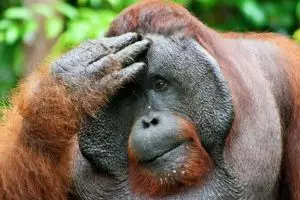 Tragis, ini 4 kasus kematian orangutan yang diberondong peluru 