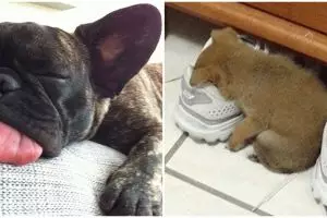 10 Pose gemes anjing ketiduran ini bikin kamu nggak tega bangunin