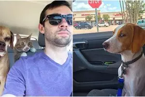 Ekspresi 12 anjing saat sadar mau ke dokter hewan bukan ke taman, epik