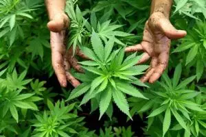 10 Penampakan ganja saat dilihat dengan mikroskop, bikin kamu melongo