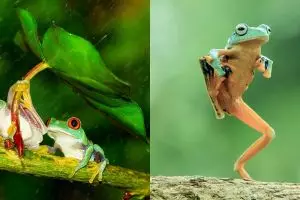 10 Potret katak mungil dalam berbagai gaya, bikin pengen pelihara