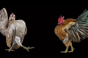 7 Foto pemotretan kontes kecantikan ayam, gayanya bak peragawati