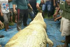 5 Kisah ngeri warga diterkam buaya, ditemukan dalam kondisi tak utuh