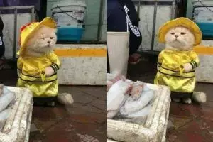 Dicap hewan pemalas, kucing ini malah rajin jualan ikan di pasar