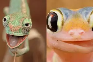 Biasa terkesan seram, 10 foto ini buktikan reptil bisa sangat imut