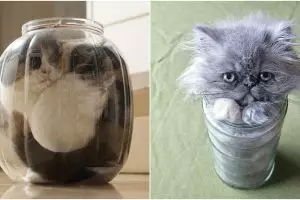 10 Bukti kalau kucing miliki tubuh lentur kayak cairan, gemes maksimal