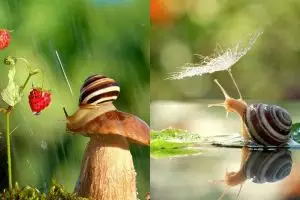 10 Foto ini buktikan habitat siput seindah negeri dongeng