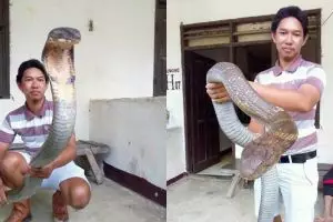 Heboh ular king cobra raksasa yang langka dari Kalimantan