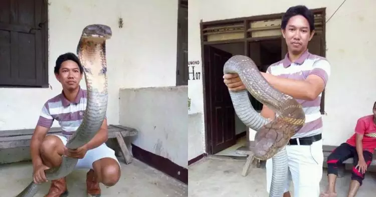 Heboh ular king cobra raksasa yang langka dari Kalimantan