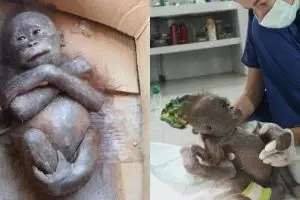 Dulu dibuang di dalam kardus, kondisi orangutan ini kini tak disangka