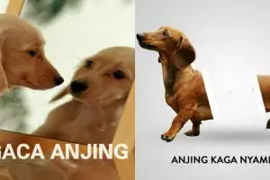 10 Meme 'dunianya anjing' ini kekocakannya bikin cengar-cengir