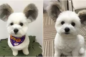 Telinganya kayak Mickey Mouse, ini 10 potret gemas anjing dari Jepang