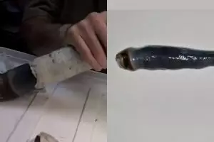 Potret cacing misterius tertua di dunia, ukurannya bikin syok