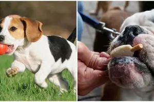 Alasan pria tega mutilasi anjing tetangganya ini sadis banget