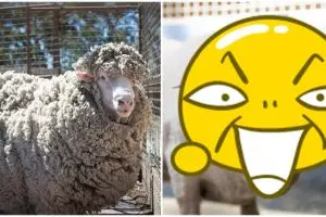 8 Potret before VS after Chris, domba yang tak cukur selama 4 tahun