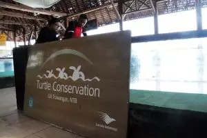 Begini cara warga Gili Trawangan menjaga penyu biar nggak punah, salut