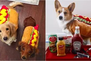 10 Potret anjing pakai kostum hot dog, bikin gemas