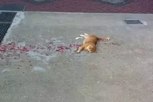 Dari jauh kondisi kucing ini menyedihkan, usai didekati jadi geregetan