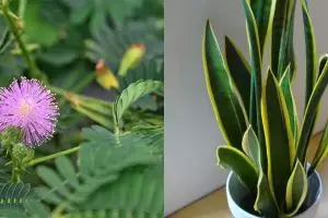 8 Tumbuhan legendaris ini pernah temani masa kecilmu