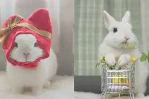 12 Potret Maron, kelinci cantik dengan mata yang indah banget