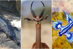 10 Hewan bak campuran spesies ini ternyata memang ada, sulit dipercaya