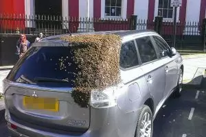 Kendarai mobil bersama ribuan lebah, aksi pria ini bikin takjub