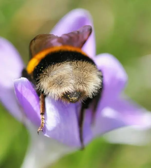 10 Potret pantat lebah saat menghisap bunga, gemesin banget
