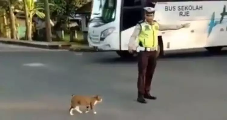 Aksi polisi stop kendaraan demi seberangkan kucing ini bikin haru