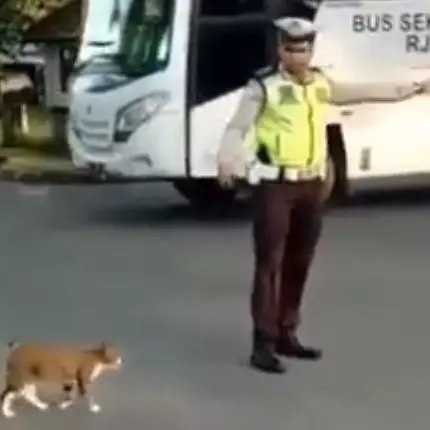 Aksi polisi stop kendaraan demi seberangkan kucing ini bikin haru