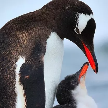10 Potret menggemaskan induk burung bersama anak-anaknya 